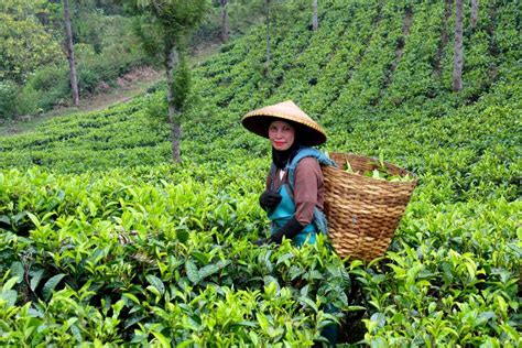 茶園體驗有哪些